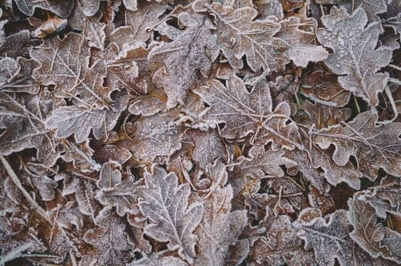 winter leaves
