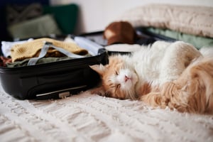 cat next to suitcase
